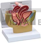 Female Pelvis Anatomy Model Cross-section